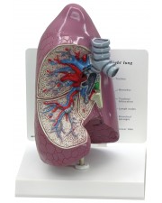 Lung Model 