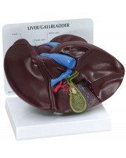 Liver and Gallbladder 