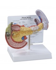 Pancreas w/Gallbladder and Spleen 