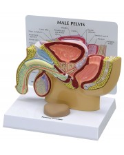 Male Pelvis 