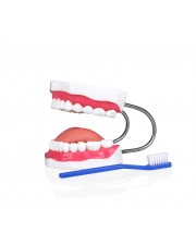 Teeth Model With Brush, Small Model 