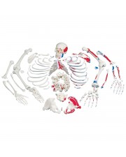 3B Disarticulated Skeleton w/Muscles 