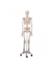 3B Human Skeleton "Stan" 