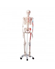 3B Human Skeleton w/Muscles "Max" 