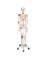 3B Human Skeleton w/Ligaments "Leo" 