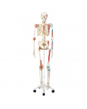 3B Human Skeleton w/Muscles & Ligaments "Sam" 