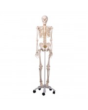 3B Flexible Human Skeleton "Fred" 