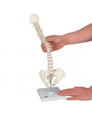 3B Mini Spinal Column, Flexibly Mounted 