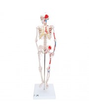 3B Mini Human Skeleton w/Muscles, 1/2 Life-Size 