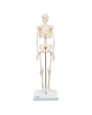 3B Mini Human Skeleton, 1/2 Life-Size 