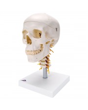 3B Human Skull on Cervical Spine - 4 Parts 