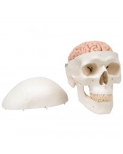 3B Classic Human Skull w/Brain - 8 Parts 