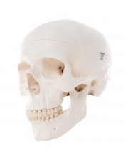 3B Classic Human Skull - 3 Parts 