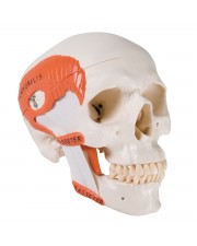 3B Classic Human Skull w/Masticatory Muscles - 2 Parts 