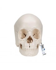 3B Beauchene Human Skull, Bone Colored Version - 22 Parts 