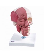 3B Human Skull w/Facial Muscles - 3 Parts 