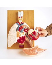Denoyer Cardiopulmonary System (Heart and Respiratory Organs) 