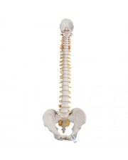 3B Classic Flexible Human Spine 