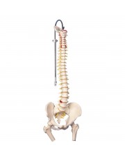 3B Classic Flexible Spine w/Femur Heads 