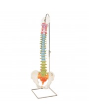 3B Didactic Flexible Spine 