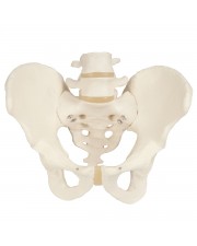 3B Male Pelvis Skeleton 
