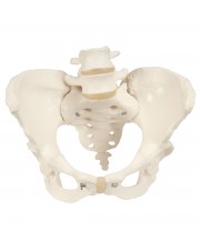 3B Female Pelvis Skeleton 