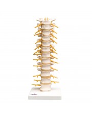 3B Thoracic Spinal Column, Life-Size 