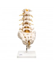 3B Lumbar Spinal Column, Life-Size 