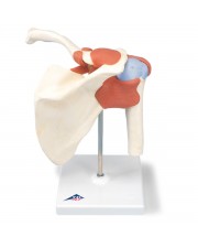 3B Deluxe Functional Shoulder Joint, Physiological Movable 