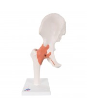 3B Functional Hip Joint 