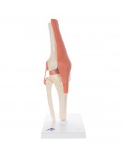 3B Deluxe Functional Knee Joint, Physiological Movable 