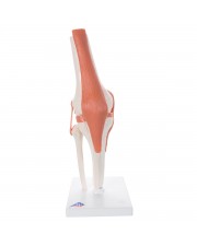 3B Functional Knee Joint 