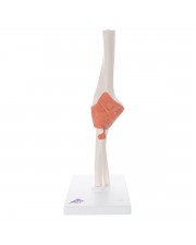 3B Functional Elbow Joint 