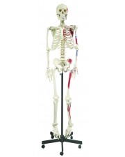 Walter Full-Size Skeletons w/Muscles 