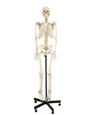 Walter Full-Size Skeletons 