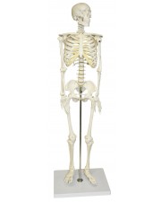 Walter Half-Size Skeleton 