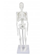 Walter Desktop Skeleton 
