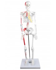 Walter Half-Size Skeleton w/Muscles 
