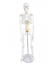 Walter Half-Size Skeleton w/Nerve Endings 