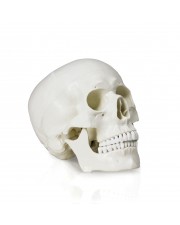 Walter Life-Size Human Skull 
