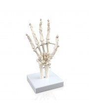 Walter Hand Skeleton 