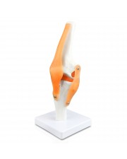 Walter Knee Joint 