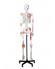 Walter Full-Size Skeleton w/Muscles & Ligaments 