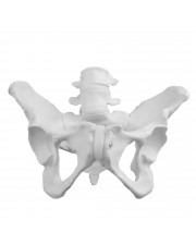 Walter Female Pelvic Skeleton 
