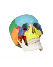 Walter Colored Human Skull 
