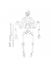 Walter Full-Size Disarticulated Skeleton 
