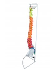 Walter Color-Coded Flexible Spinal Column 