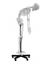 Walter Full-Size Flexible Skeleton 