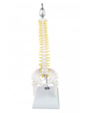 Walter Mini Human Spinal Column 