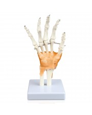 Walter Hand and Wrist Skeleton w/Ligaments 